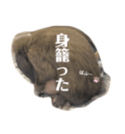 ウサギのこすえ②（個別スタンプ：6）