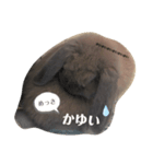 ウサギのこすえ②（個別スタンプ：8）