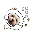 CREA(トイプー)の愛犬スタンプ6（個別スタンプ：37）