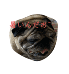 私の家のけんじぃさんとまろんさん（個別スタンプ：5）