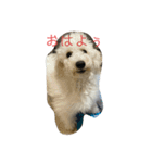 私の家のけんじぃさんとまろんさん（個別スタンプ：11）