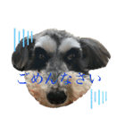 パンくん＆ペロちゃんのスタンプ♡（個別スタンプ：16）