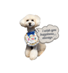 toypoodle parm（個別スタンプ：1）