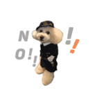 toypoodle parm（個別スタンプ：2）