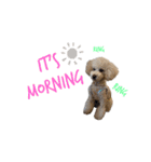 toypoodle parm（個別スタンプ：3）