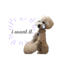 toypoodle parm（個別スタンプ：4）