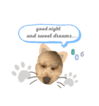 toypoodle parm（個別スタンプ：5）