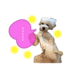 toypoodle parm（個別スタンプ：6）