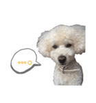 toypoodle parm（個別スタンプ：7）