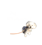 toypoodle parm（個別スタンプ：10）
