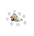 toypoodle parm（個別スタンプ：11）