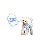 toypoodle parm（個別スタンプ：12）