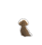 toypoodle parm（個別スタンプ：13）