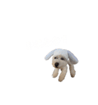 toypoodle parm（個別スタンプ：14）