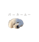 toypoodle parm（個別スタンプ：16）