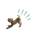 toypoodle parm（個別スタンプ：17）