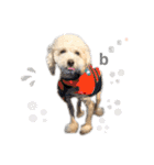 toypoodle parm（個別スタンプ：19）