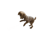toypoodle parm（個別スタンプ：20）