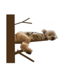 toypoodle parm（個別スタンプ：21）
