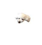 toypoodle parm（個別スタンプ：22）