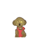 toypoodle parm（個別スタンプ：23）