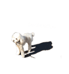 toypoodle parm（個別スタンプ：24）