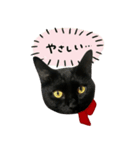 黒猫くぅの日常（個別スタンプ：1）