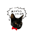黒猫くぅの日常（個別スタンプ：15）