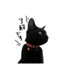 黒猫くぅの日常（個別スタンプ：16）
