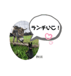 ねいたん003（個別スタンプ：8）