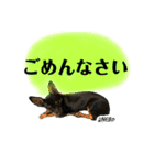 ねいたん003（個別スタンプ：12）