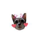 可愛い猫 みみ＆しろ（個別スタンプ：1）