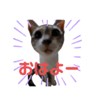 可愛い猫 みみ＆しろ（個別スタンプ：2）