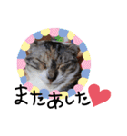 可愛い猫 みみ＆しろ（個別スタンプ：4）