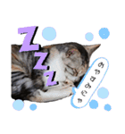 可愛い猫 みみ＆しろ（個別スタンプ：6）