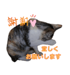 可愛い猫 みみ＆しろ（個別スタンプ：11）