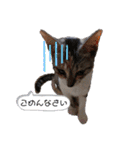可愛い猫 みみ＆しろ（個別スタンプ：12）