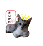 可愛い猫 みみ＆しろ（個別スタンプ：15）