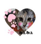 可愛い猫 みみ＆しろ（個別スタンプ：17）