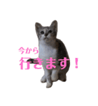 可愛い猫 みみ＆しろ（個別スタンプ：18）