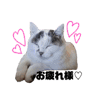 可愛い猫 みみ＆しろ（個別スタンプ：27）