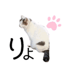 可愛い猫 みみ＆しろ（個別スタンプ：31）