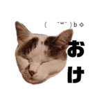 可愛い猫 みみ＆しろ（個別スタンプ：32）