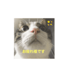 愛猫スタンプ ランシリーズ（個別スタンプ：1）