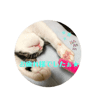 愛猫スタンプ ランシリーズ（個別スタンプ：2）