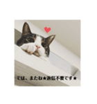 愛猫スタンプ ランシリーズ（個別スタンプ：3）