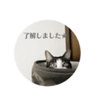 愛猫スタンプ ランシリーズ（個別スタンプ：4）