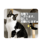愛猫スタンプ ランシリーズ（個別スタンプ：5）