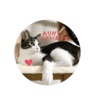 愛猫スタンプ ランシリーズ（個別スタンプ：6）