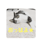 愛猫スタンプ ランシリーズ（個別スタンプ：8）
